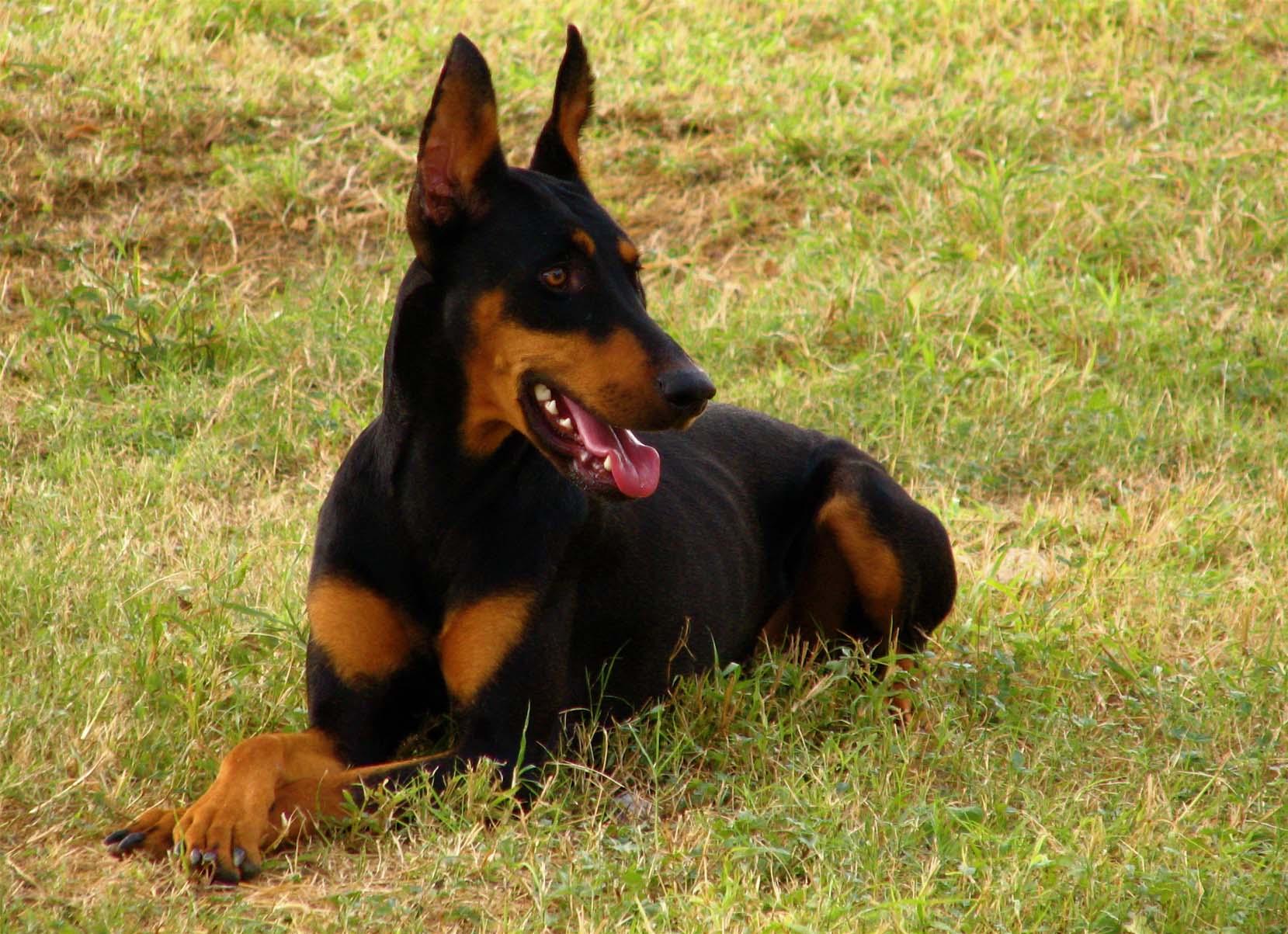 Doberman-Pinscher