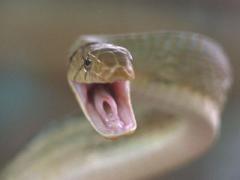 article_577_hady_vibracie