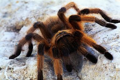 big spider au