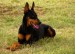 Doberman-Pinscher
