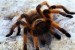 big spider au